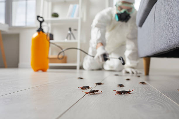 Post-Treatment Bed Bug Interceptor Monitoring in Durant